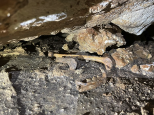 UT AUSTIN: UT Paleontologists Collecting Ancient Cat Fossils from Natural Bridge Caverns