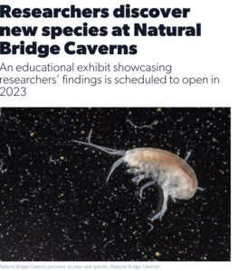 KSAT: Researchers discover new species at Natural Bridge Caverns