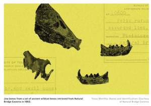 Texas Monthly: The Hunt for Wildcat Fossils in Central Texas