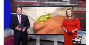 KSAT goes on late-night frog expedition at Natural Bridge Caverns to see what’s croaking in the water