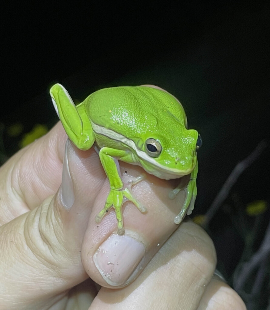 Green tree frog counted during Natural Bridge Caverns biological survey