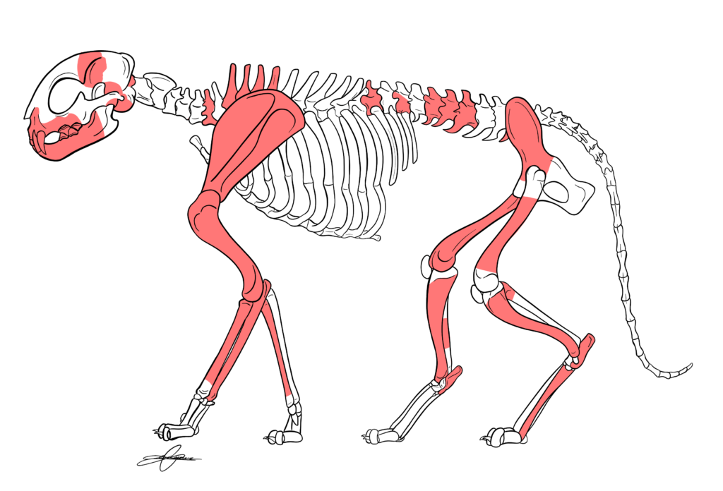 An illustration of an ancient cat skeleton with specific bones shaded in red, indicating the bones retrieved intact. The red-shaded bones include parts of the spine, skull, shoulders, and leg bones, while the rest of the skeleton is outlined without shading. The cat skeleton is depicted in a walking stance, showing the full skeletal structure from skull to tail.